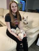 Reinrassige weiße Stockhaar Schäferhund Welpen in 97490