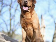 Labrador Foxred Deckrüde - Molbergen