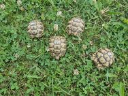 Maurische Landschildkröte aus 2023 und 2024 - Mittelreidenbach