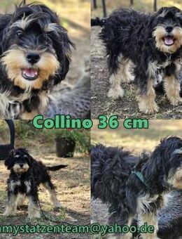 Collino ist neugierig und agil - Schafflund