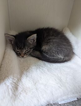 Katzen Babys - Kitten - Kaiserslautern