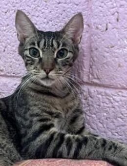 Yuri aus dem Tierschutz Kreta - Grevenbroich