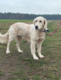 Kessi - bezauberndes Mädchen sucht euch - Salzwedel (Hansestadt) Zentrum