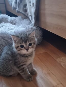 BKH Babykatze - Lahr (Schwarzwald)