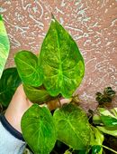Alocasia Wentii Sunset variegata Pflanze in 99628