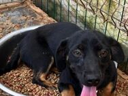 🐶 Neugieriges Welpenmädchen Misty 💚 - Eislingen (Fils)