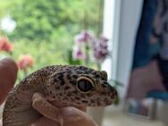 Leopardgeckos Geckos Weiblich - Rostock
