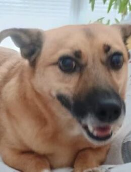 FIETE, kleiner Herzensbrecher - Hof