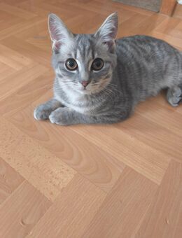 BKH Mix Kitten - Trochtelfingen Zentrum