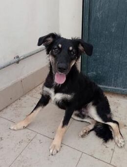 Stiven 💙💙💙 Perfekt für Familien - Bad Karlshafen