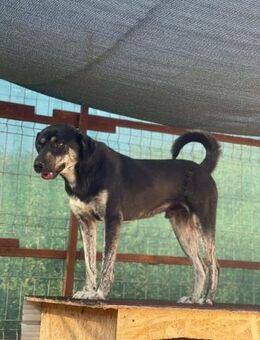 Lieber LUCKEY sucht seine Familie - Neuberg