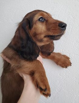 Zwerglanghaardackel Welpen - Kruft