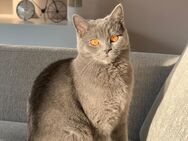 Zwei liebevolle BKH Katzen, 2 Jahre, nur gemeinsam abzugeben - Ahnatal