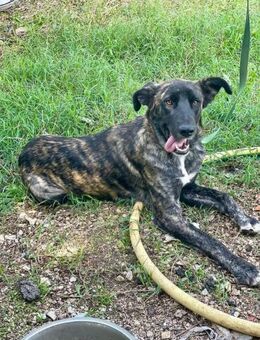 DEA 💙💙💙 sonnig offen menschenbezogen - Herxheim (Landau)