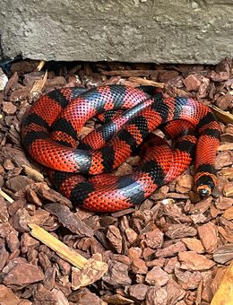 Zuchtpaar Königsnattern Lampropeltis triangulum hondurensis abzugeben - Baesweiler