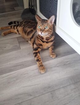 Kater Balu sucht ein neues tolles zuhause - Wuppertal