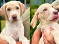 Labrador Welpe Rüde Weiß Champagner beige in 41748