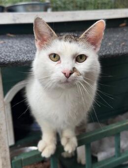 Grodzia sucht Geborgenheit - Hochheim (Main)