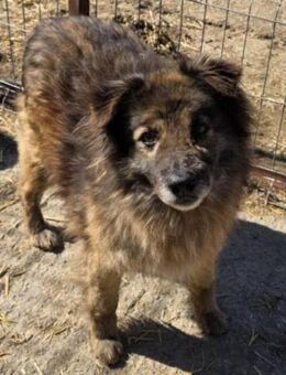 🧡 Baruk,Sanftmütiger Kämpfer sucht dich - Ludwigshafen (Rhein)