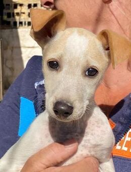 Ombretta - Bad Vilbel