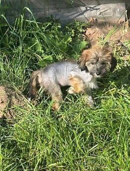 Süße/r Chinese Crested Welpies suchen ihr Traum zuhause - Seßlach
