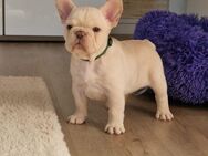 🐾 Französische Bulldoggen – Wunderschöne Welpen mit Top-Abstammung suchen ihr Traumzuhause! 🐾 - Espelkamp