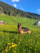 Deckrüde - Deutscher Schäferhund mit Papieren in 7270