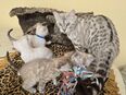 Bengal Kitten in silver mink Characoal und snow lynx in 87474