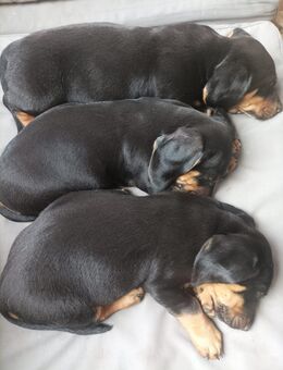 Hundewelpen - Walkendorf