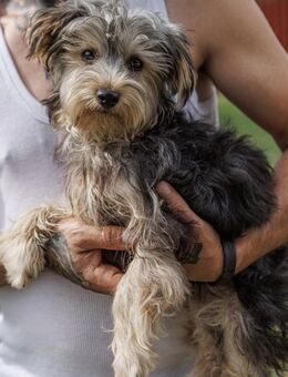 🐾 Cheryl 6 Monate junges Yorkshire-Te - Kassel