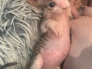 Wunderschöne Elf Sphynx Kitten - Berlin