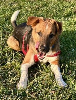 Hooker, verspielt, neugierig, offen - Westerholt