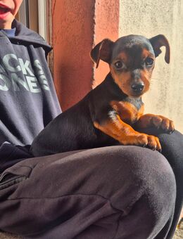 Zwergpinscher Welpen - Frankfurt (Main) Oberrad