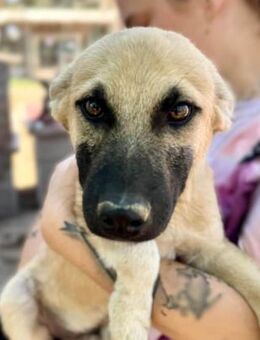 GWYN ~ sehr lieber und süßer Kerl - Duisburg