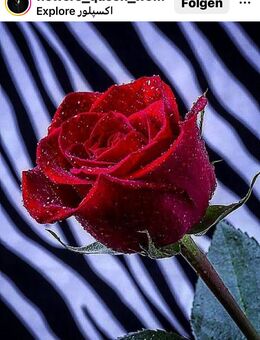 Frau gesucht 🌹 - Zülpich