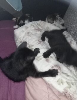 Katzenbabys - Mittenwalde (Landkreis Dahme-Spreewald)