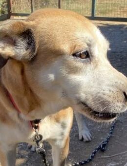 NALA sucht ihre Menschen - Sehnde