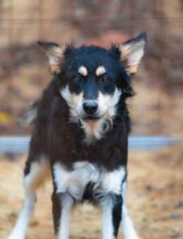 Artúr, bildhübscher Mischling - Remagen