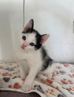 Kater - Köln