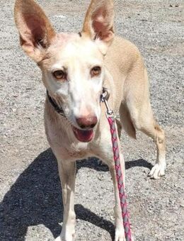 Sora ist ein Sonnenschein - Donaueschingen