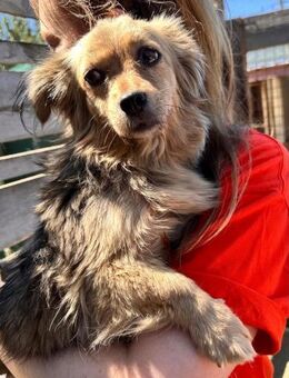 kleine Rosie, 23cm, 4,8kg sucht - Köln