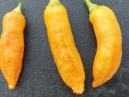 Chili Samen 10 Stück Zebrange Fremd / Mutant Schärfe 5 Capsicum baccatum 2024 BIO - Freising