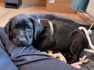 Labrador Welpe schwarz | 12 Wochen, geimpft, gechipt, Ahnentafel - Freiberg