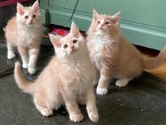 3 Maine coon Kater in creme - Bad Sobernheim