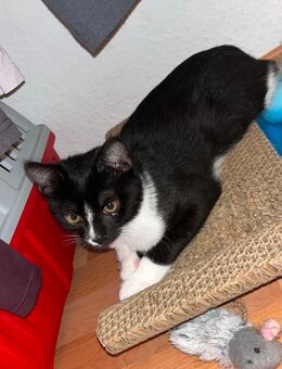 Schwarz weißer Kater abzugeben - Altenburg