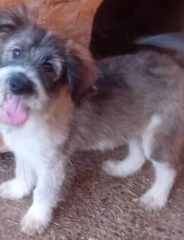 TELMA - süß, offen und verspielt - Weilheim (Oberbayern)