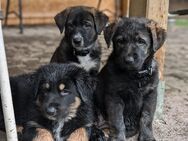 Deutsche Schäferhund-Mischlingswelpen suchen ein Zuhause - Borstendorf