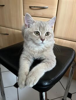bkh kitten männlich geimpft - Gelsenkirchen