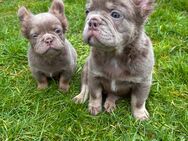 2 wunderschöne Französische Bulldoggen in Issbella-Tan Fluffy Langhaar - Mehren (Landkreis Altenkirchen (Westerwald))