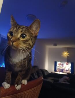 Zwei Katzen suchen ein neues Zuhause - Neuss